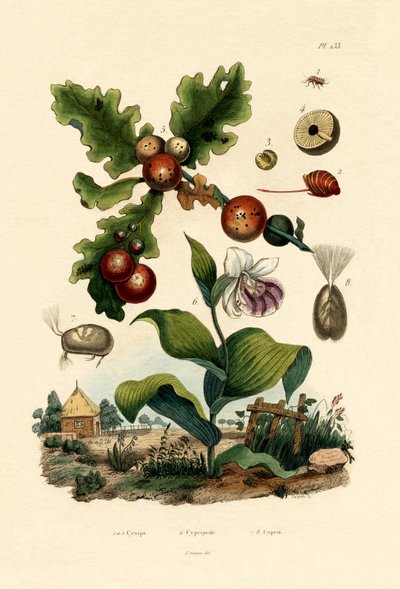 Gall wasp by French School